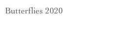 Butterflies 2020